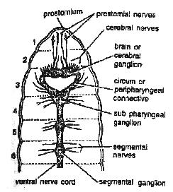 Head